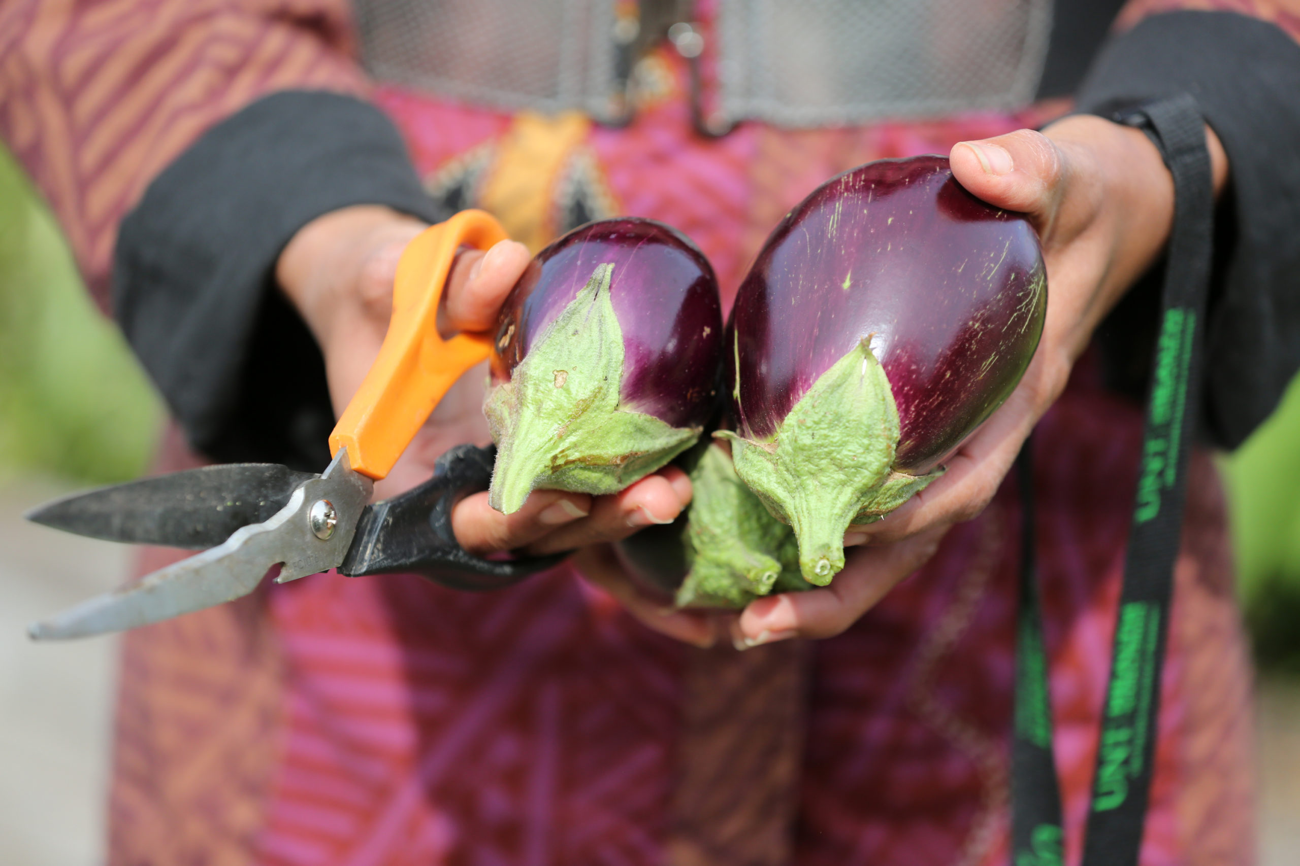 5th Anniversary Of The UNT Health Community Garden.